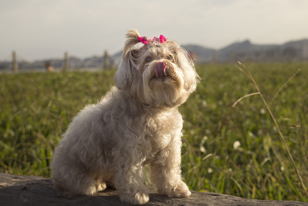 Milka, lambendo o fucinho, posa com vegetação de praia ao fundo