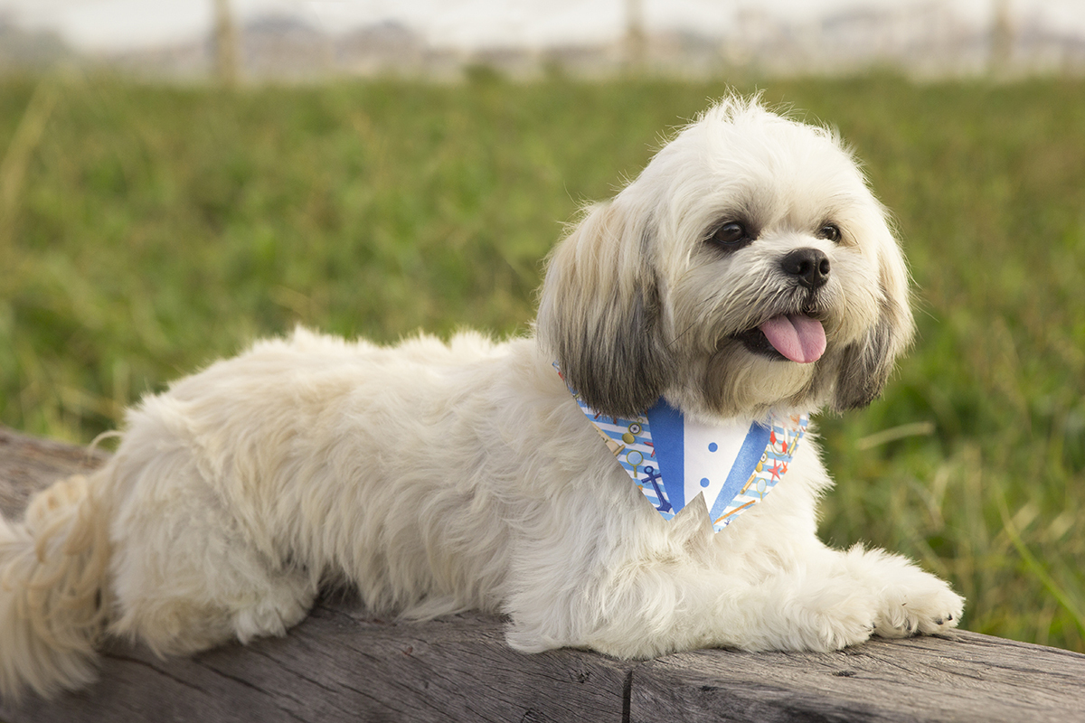 Alfredo, com língua da fora, posa com vegetação de praia ao fundo