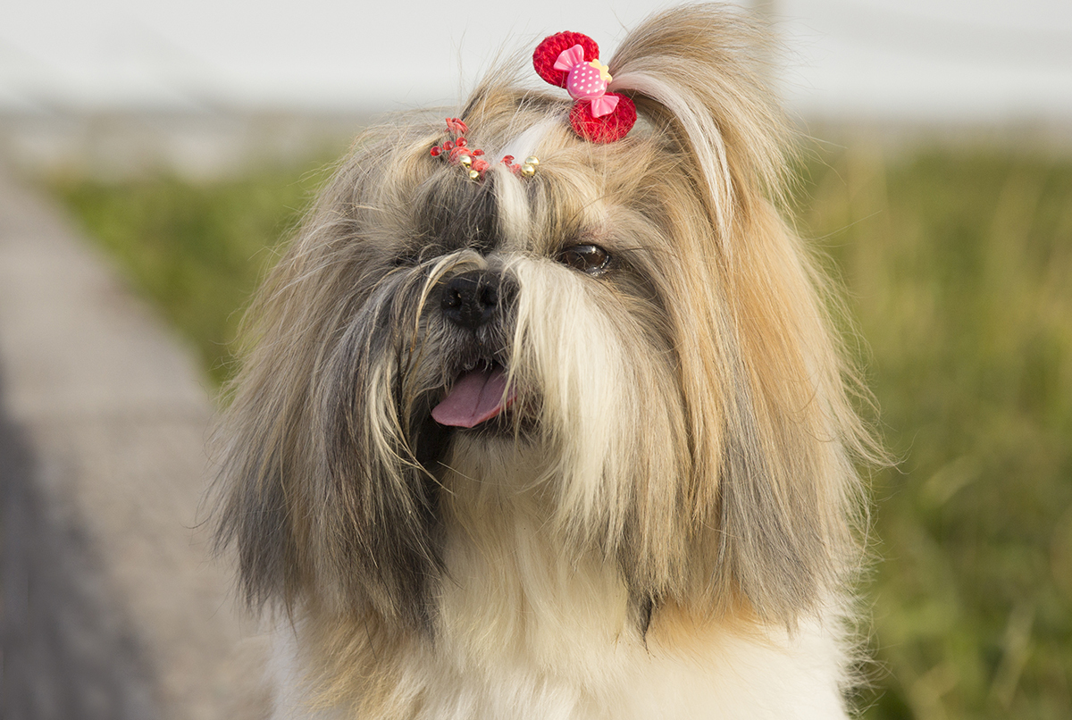 Kiki, com língua da fora, posa com vegetação de praia ao fundo