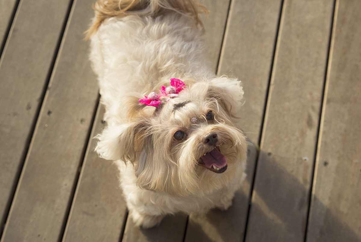 Foto tirada de cima para baixo da Milka! que olha para câmera com a língua de fora