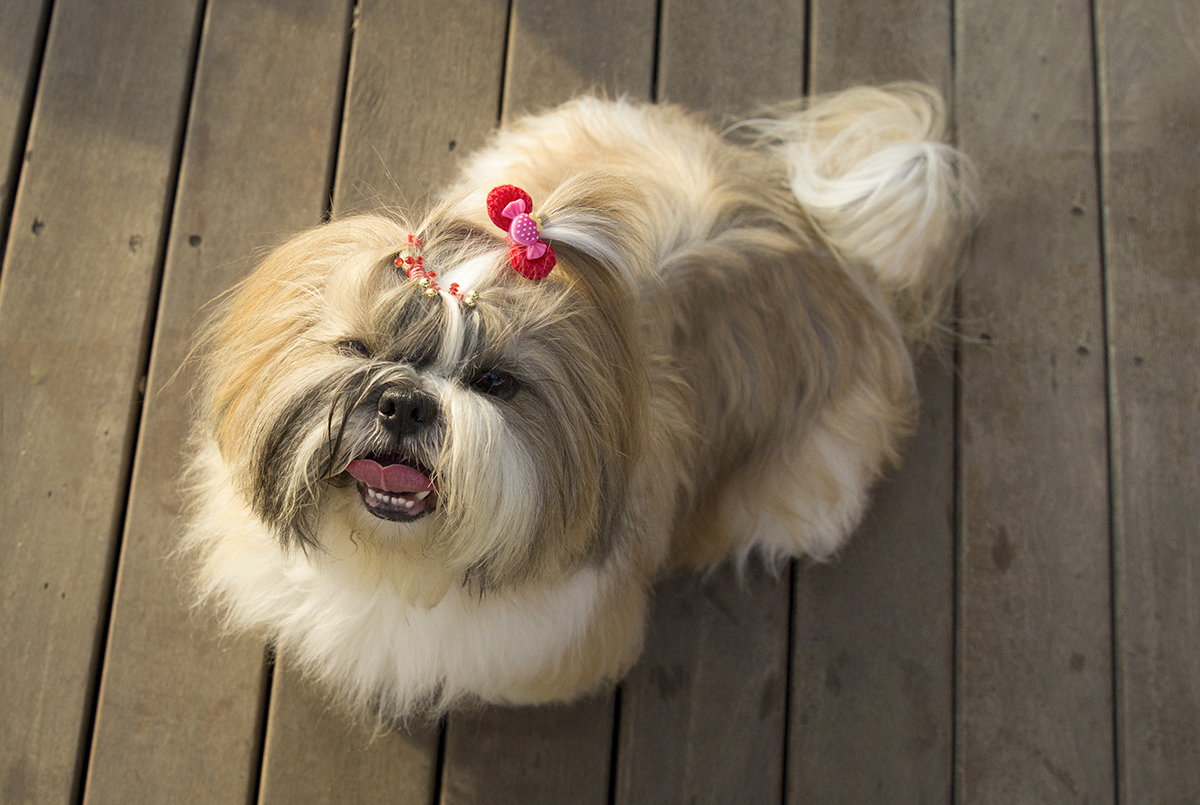 Foto tirada de cima para baixo da Kiki! que olha para câmera com a língua de fora