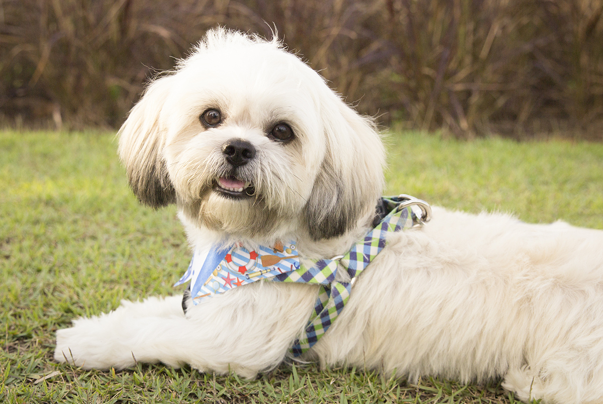 Alfredo, posa de lado, para câmera. Com a linguinha de fora