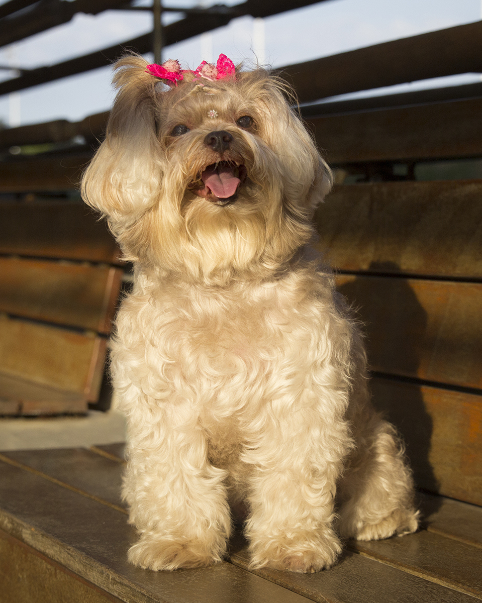 Milka posa no banco do parque, com a língua de fora