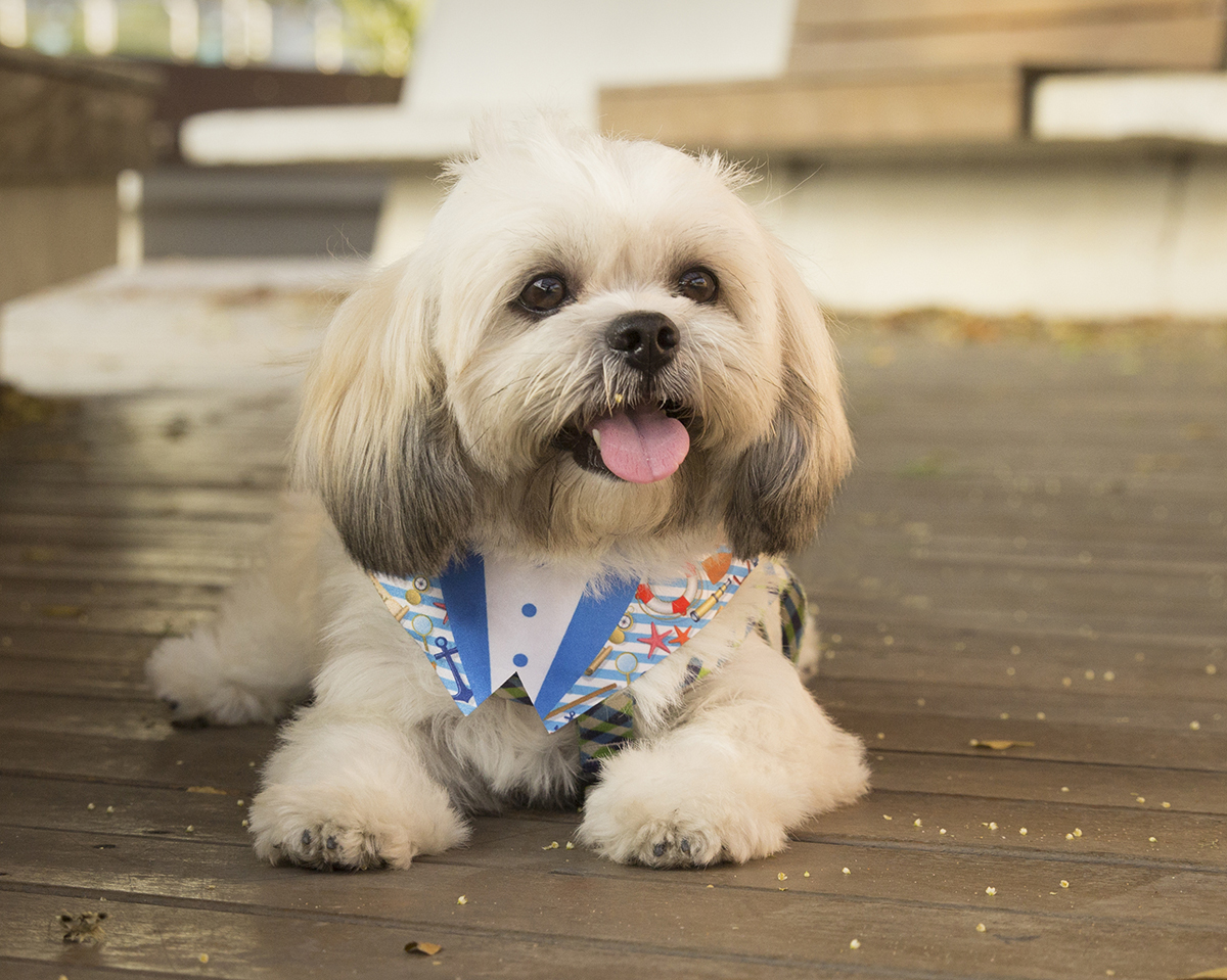 Alfredo, deitado na sombra, descansa, com a língua de fora
