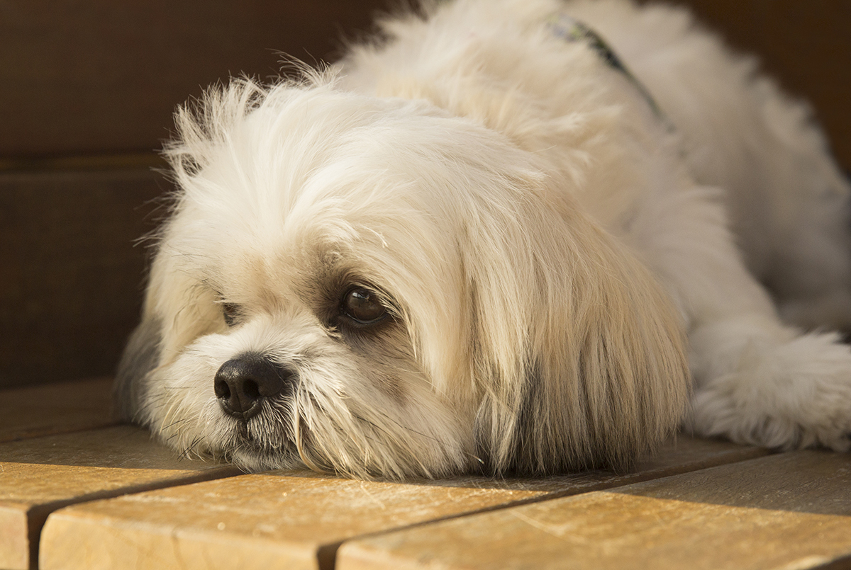 Alfredo, já cansadinho, descansa no banco, com carinha de cão pidão