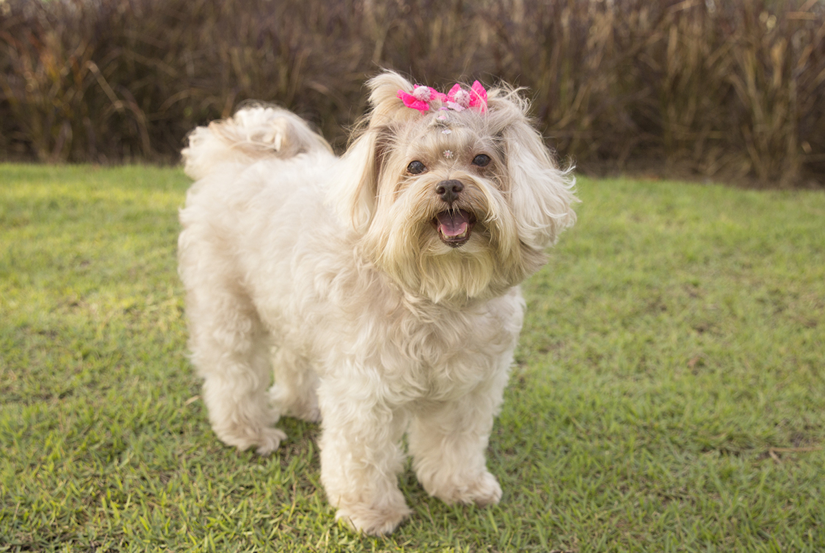 Milka posa na grama, de frente para câmera