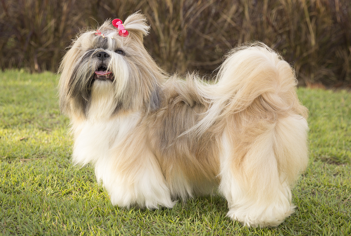 Kiki, posa com seu pelo bem escovado para câmera