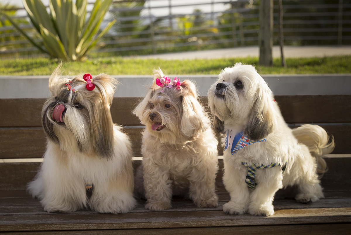 Os três pets, sentados no banco, olhando para algo que chama atenção