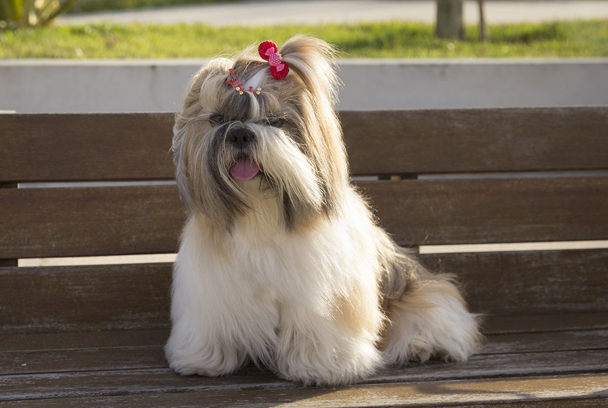 Kiki, com pelos ao vento, sentada no banco da praça