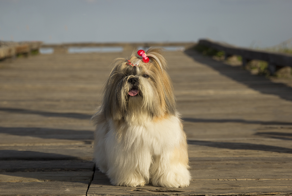 Kiki, posa no deck do parque