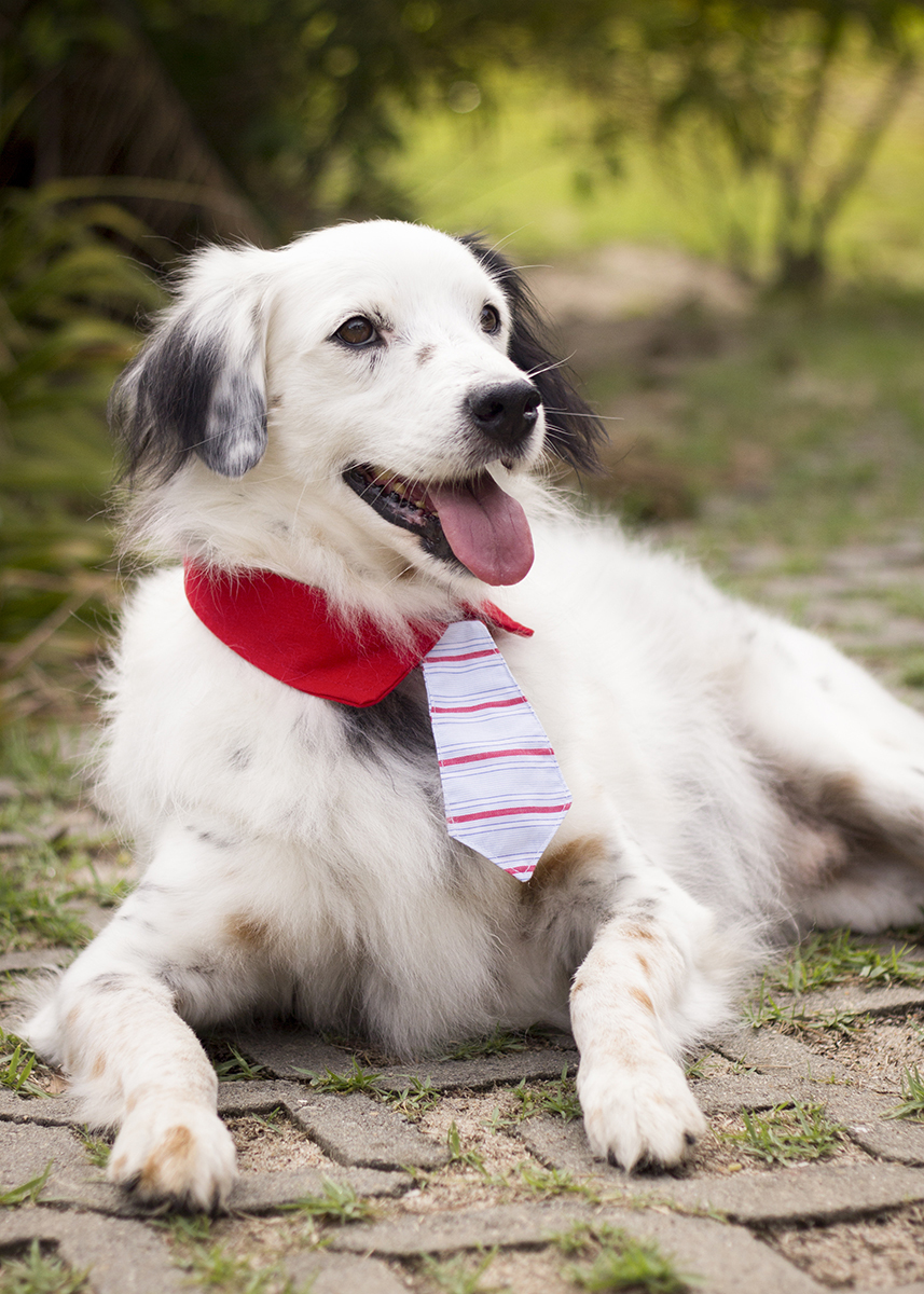 Bento, posa deitado no caminho de grama