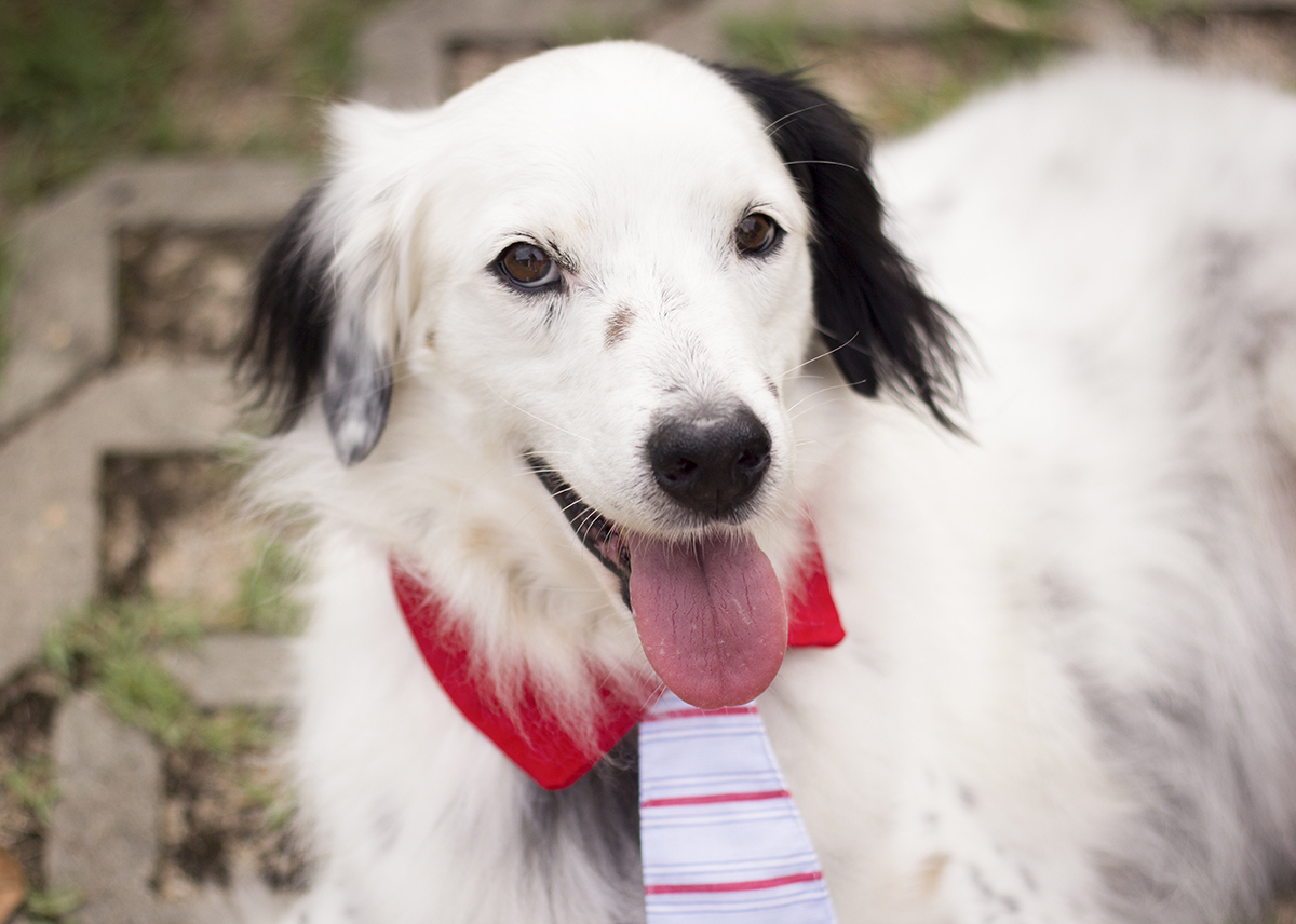 Bento, posa em pé no caminho de grama, em close