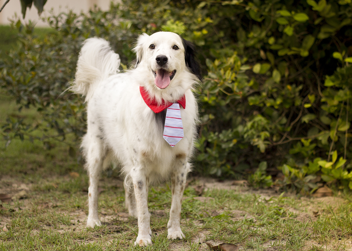 Bento, posa em pé na vegetação