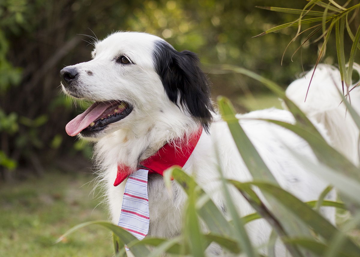 Bento, posa em pé na vegetação