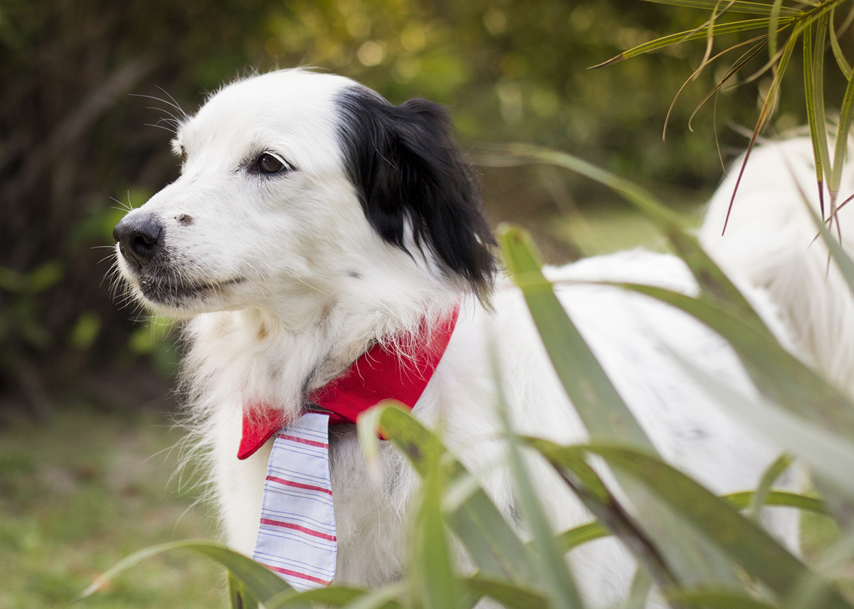Bento, posa em pé na vegetação