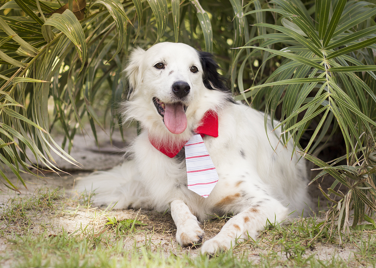Bento, posa deitado na vegetação