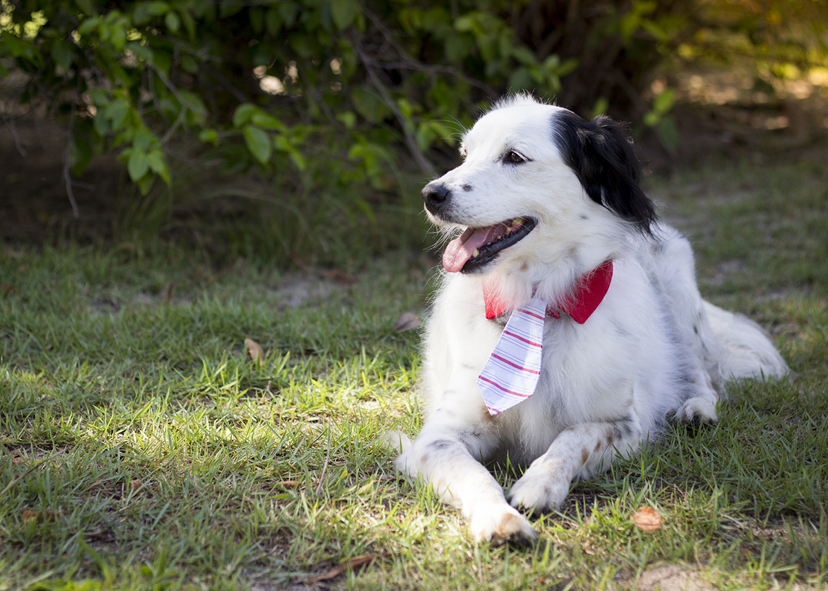 Bento, posa deitado na vegetação