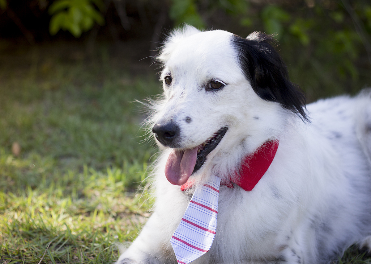 Bento, posa deitado na vegetação