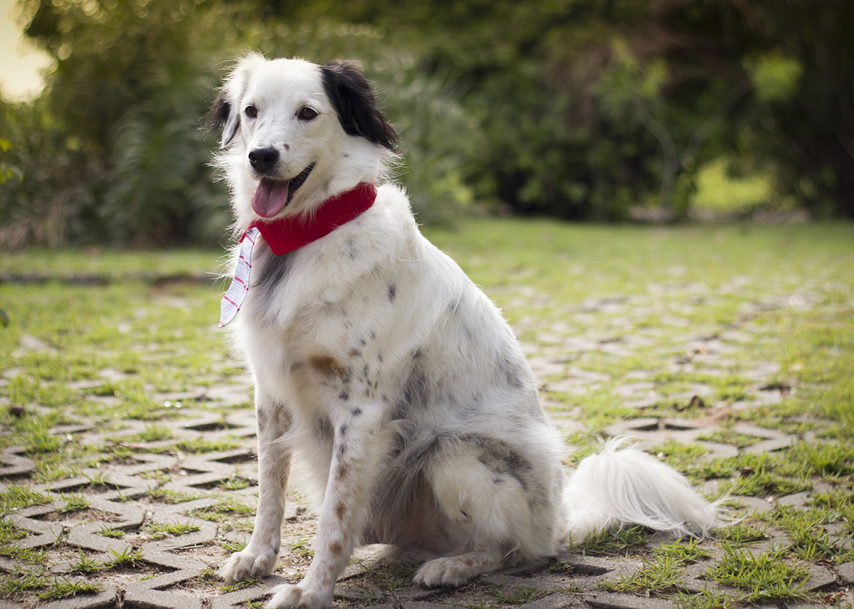 Bento, posa sentado no caminho de grama