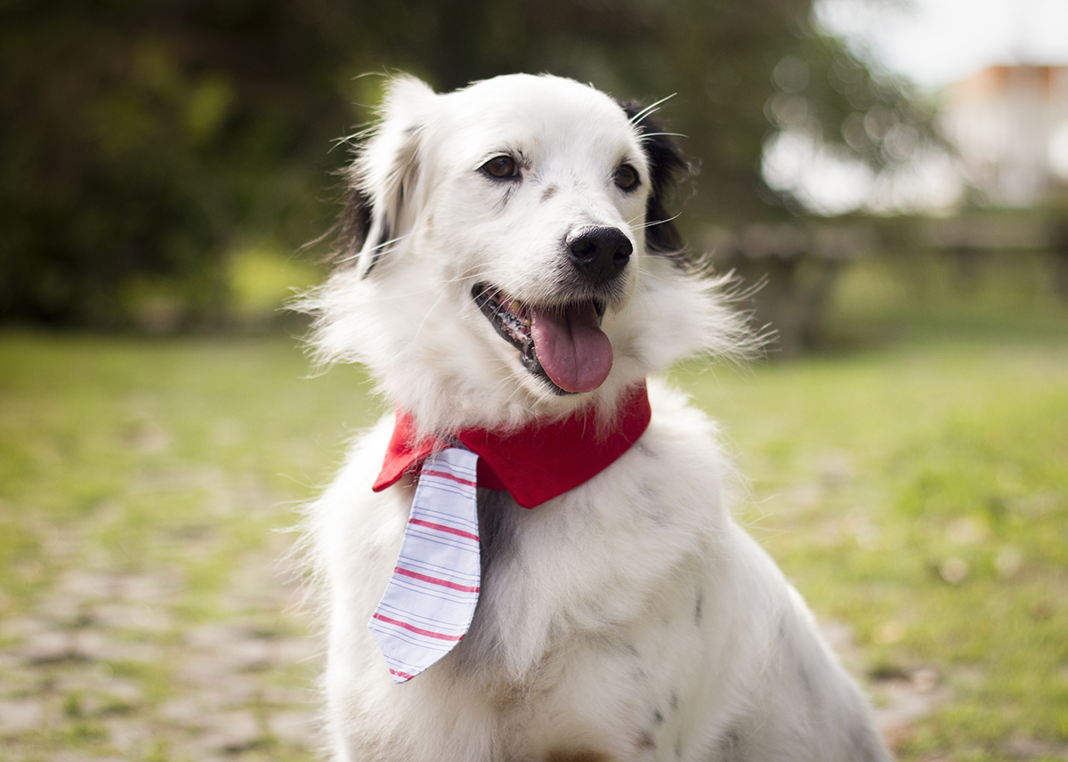 Bento, posa para câmera em close. 