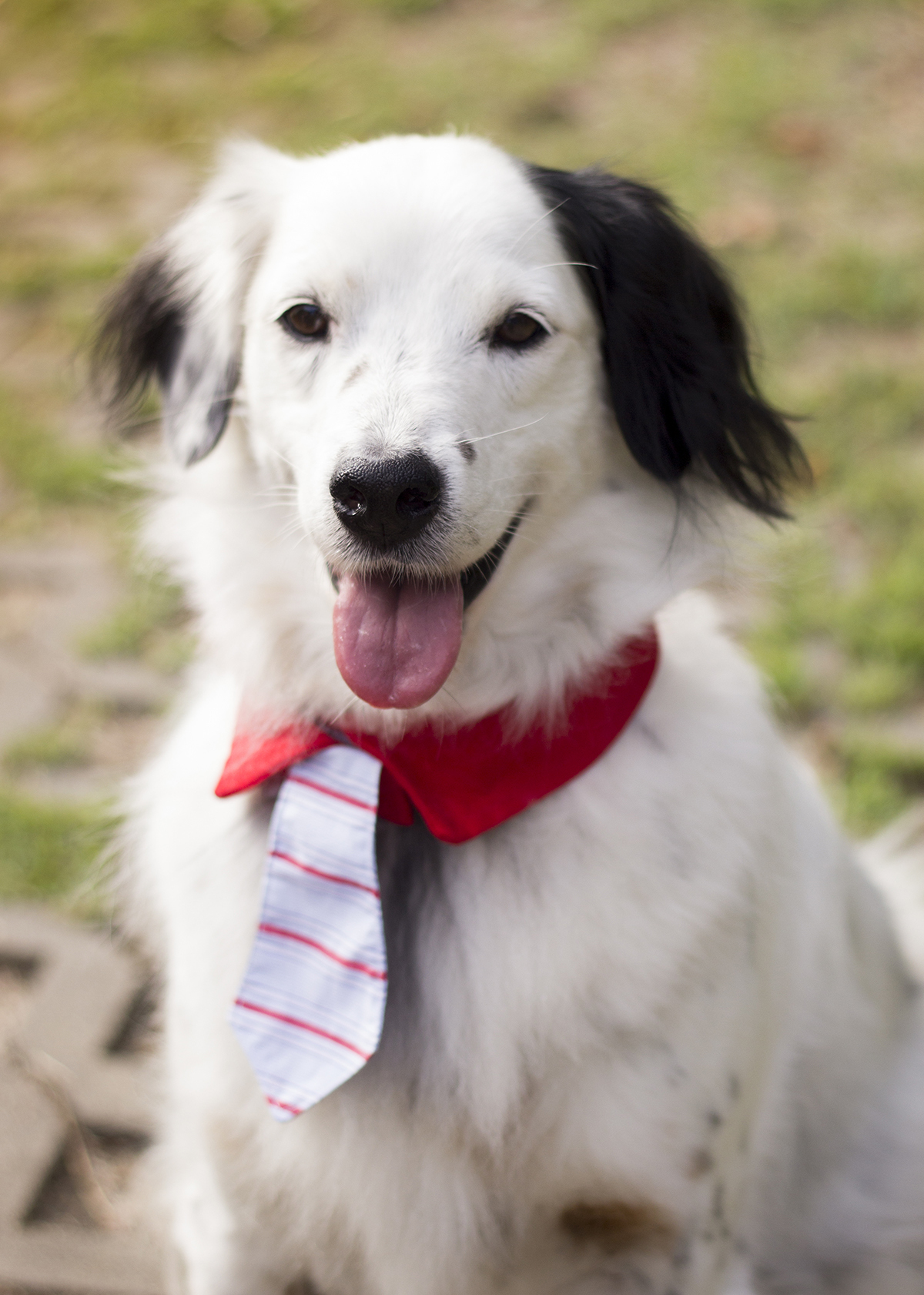 Bento, posa para câmera em close. 