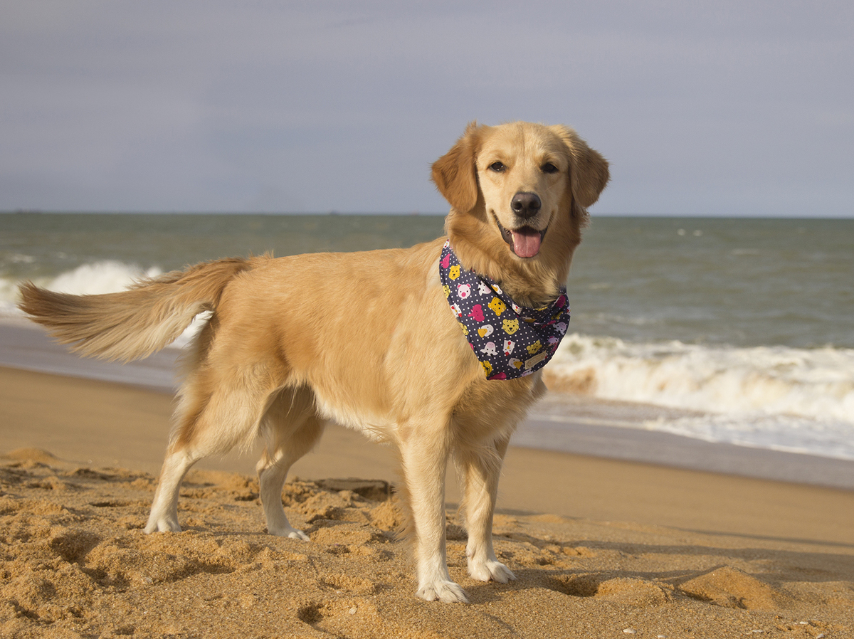 pet posa na praia