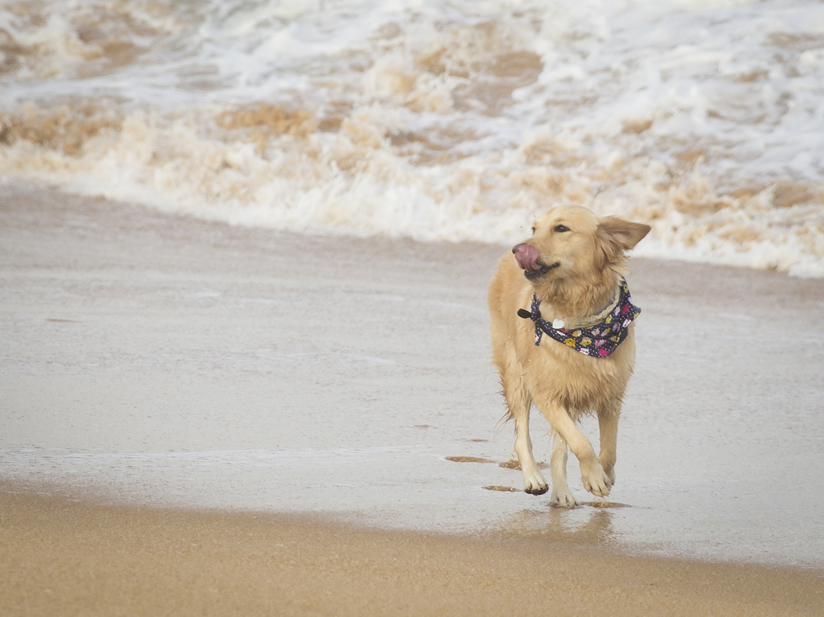 Pet corre pela praia