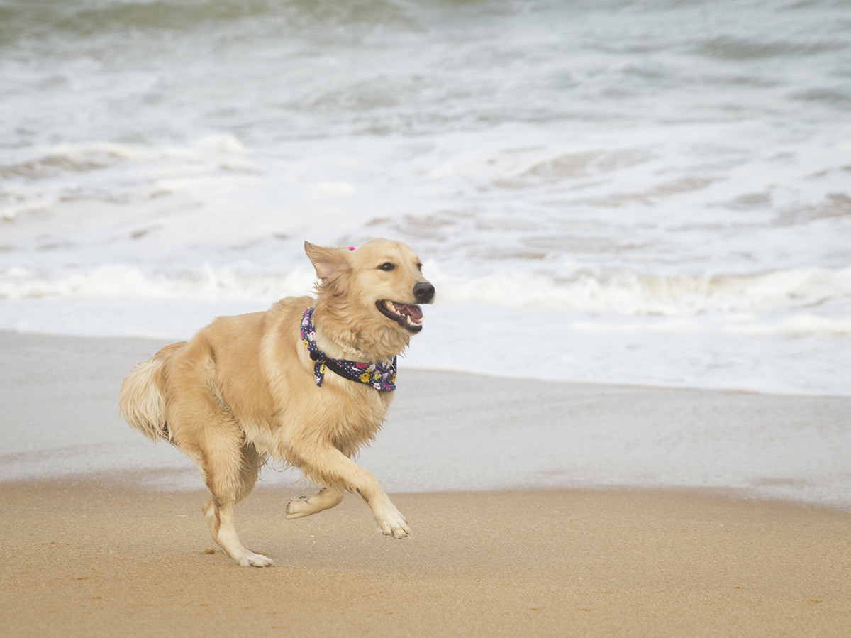 Pet corre pela praia