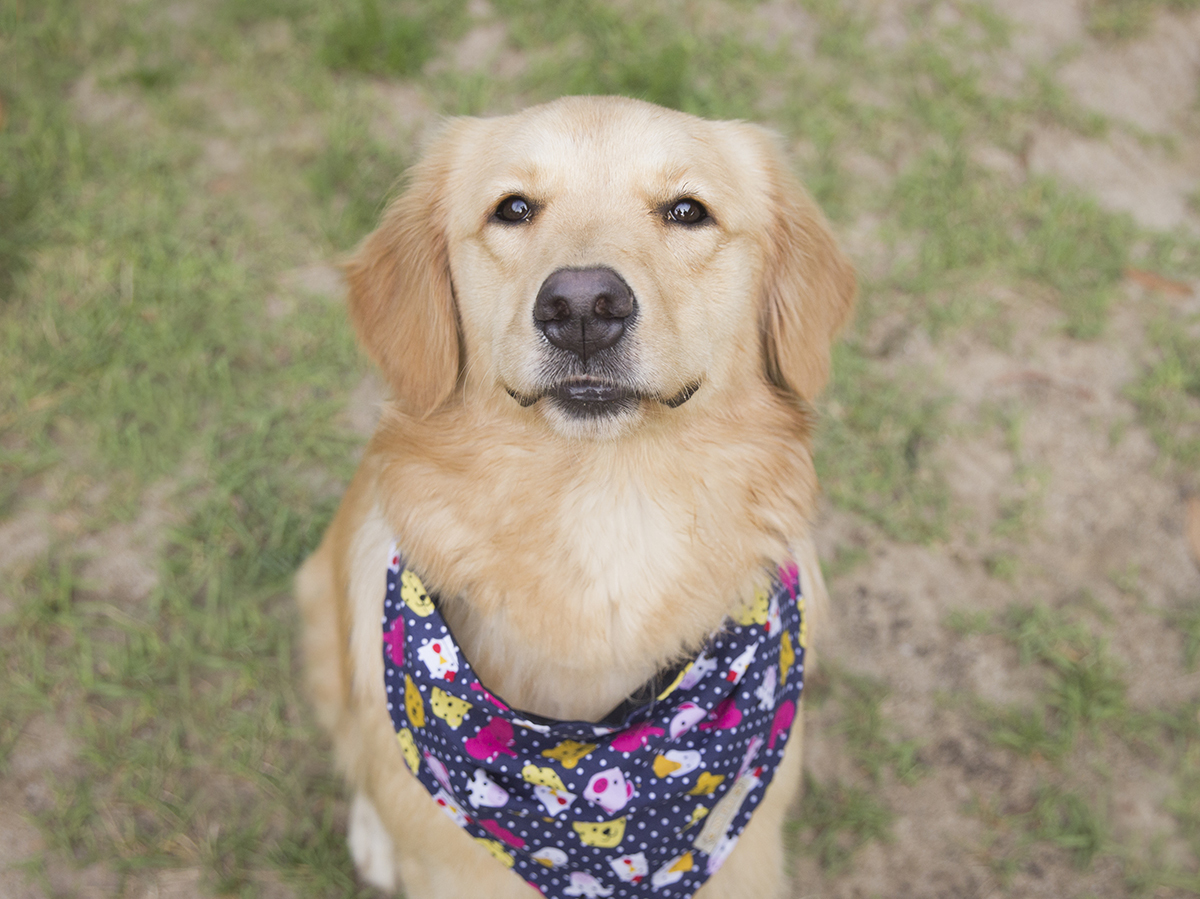 foto close da golden retrivier