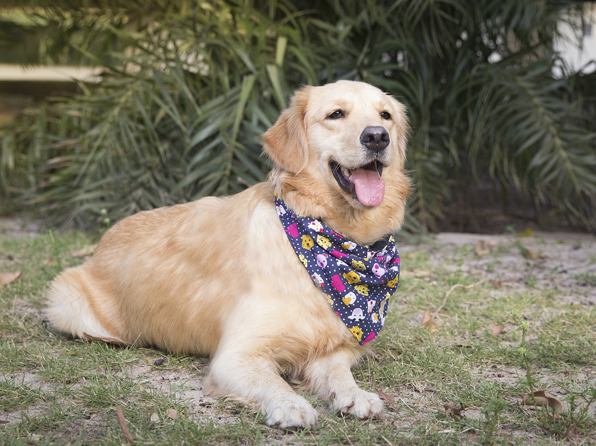 Maya posa deitada para foto
