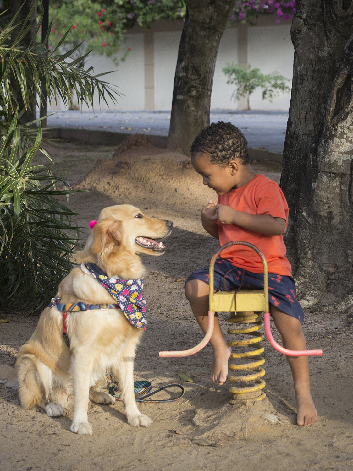 Pet sentada, conversando com irmão humano