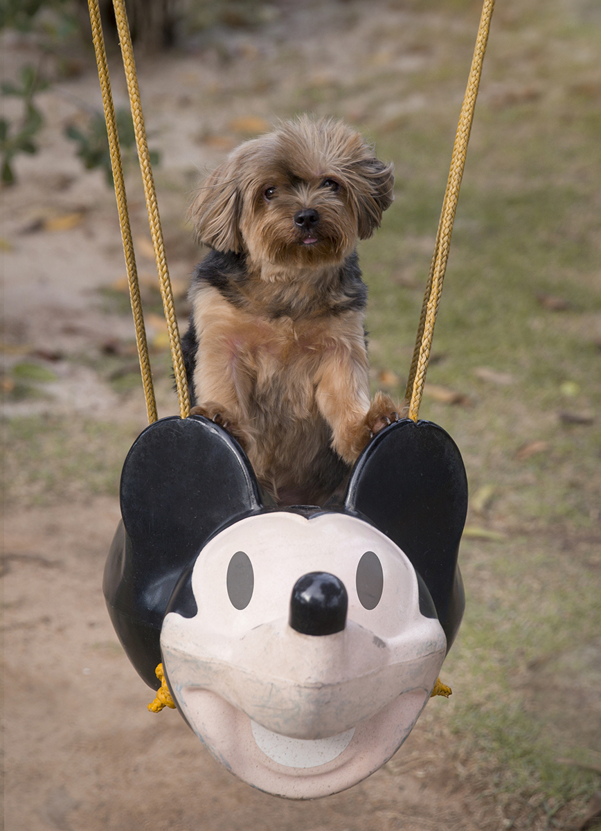 York Fred no balanço de mickey