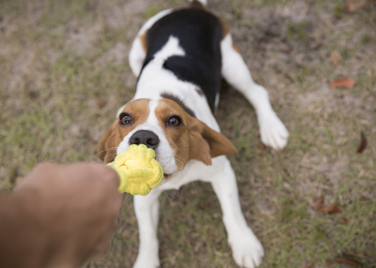 Beagle brinca de cabo de guerra com o papai