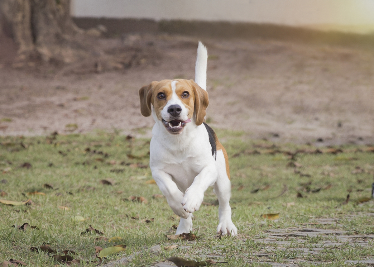 Pet beagle corre pelo gramado