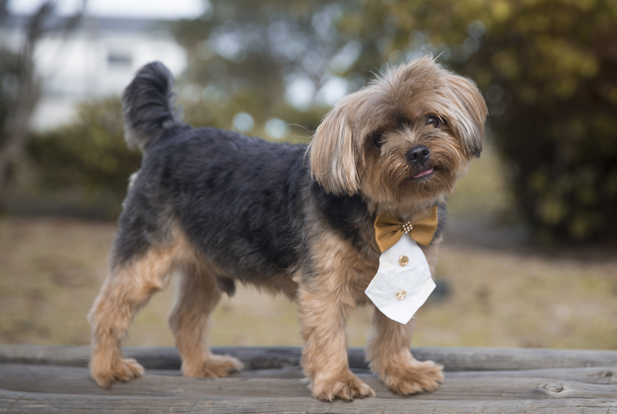 pet york posa no banco da praça