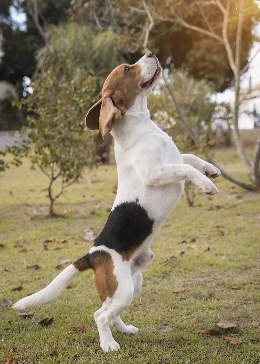 Bealge Zeca brinca na grama
