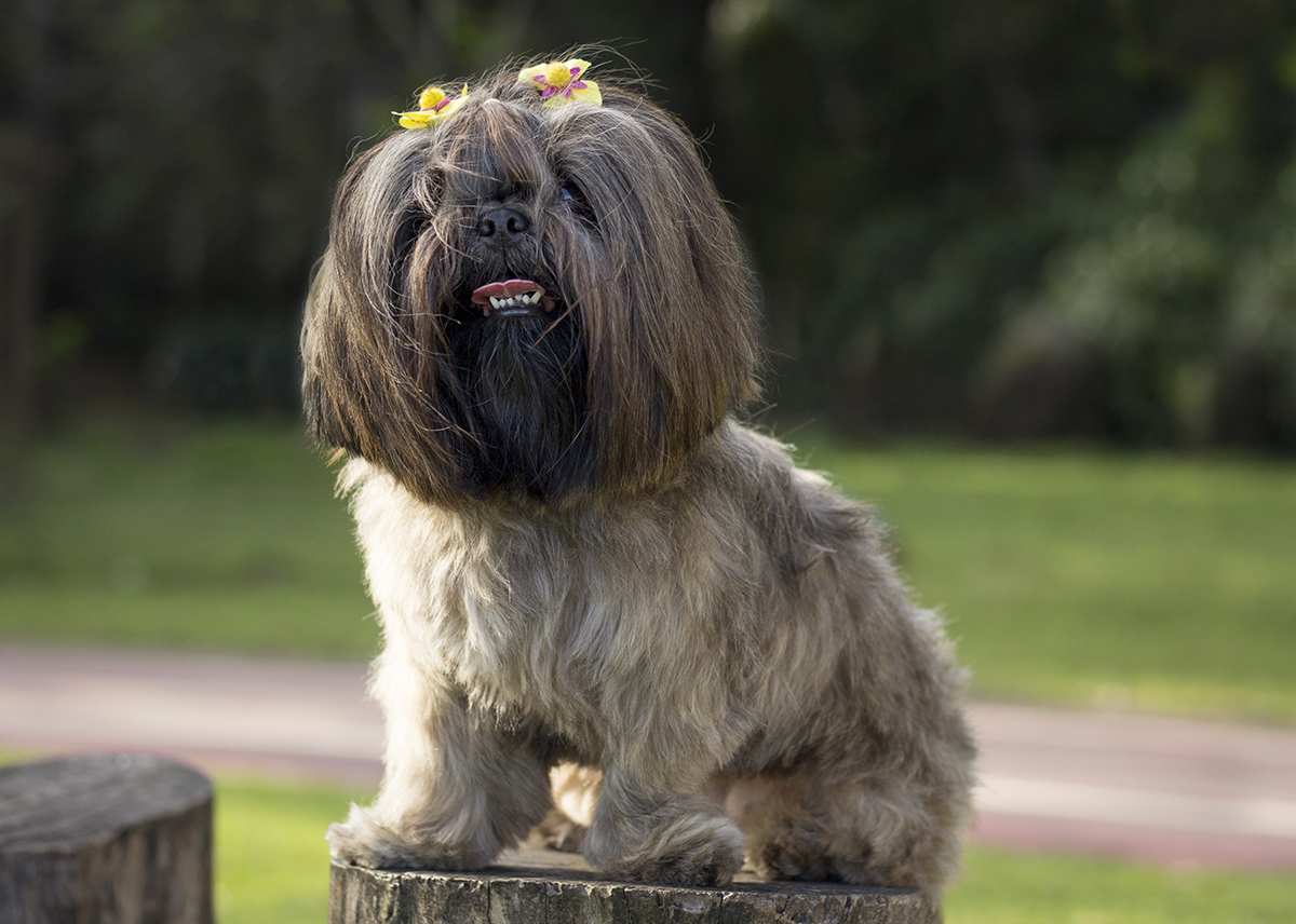 Amora sentada posando para câmera
