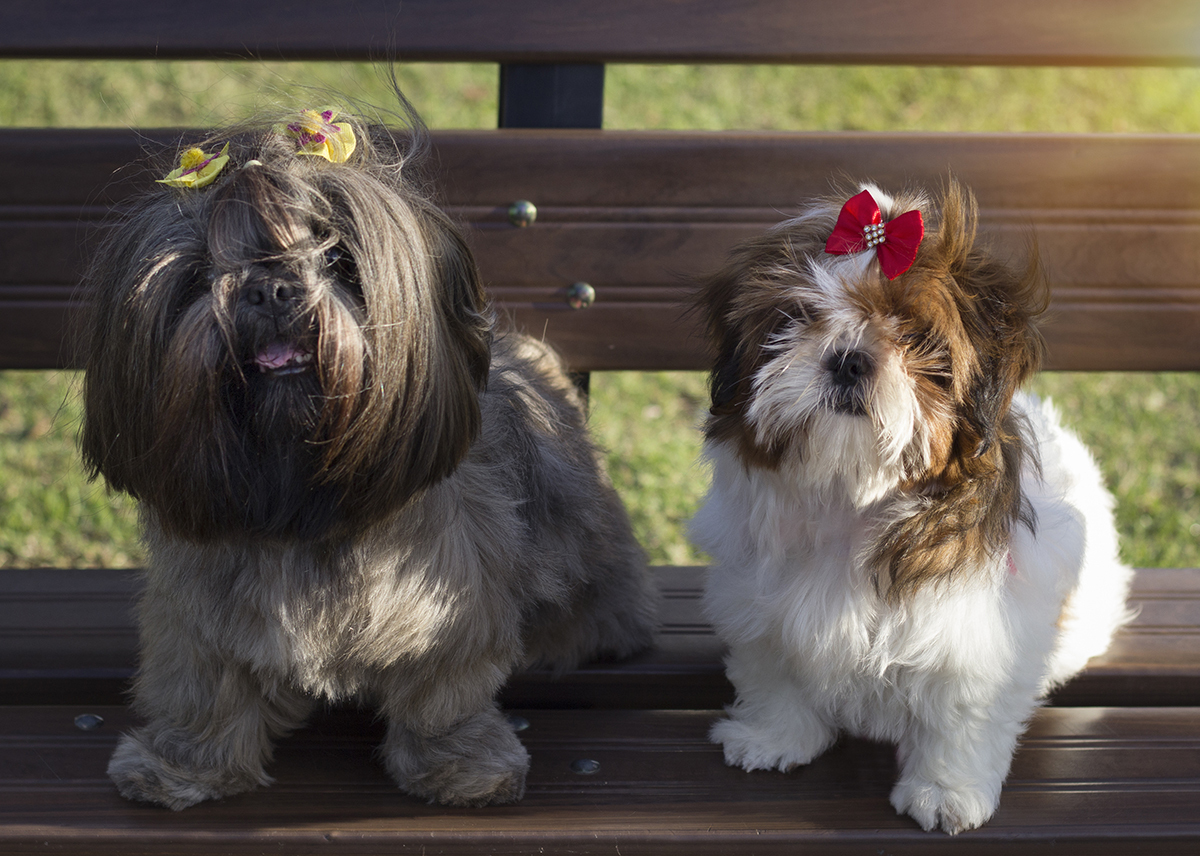 Amora e Cléo posam para foto, sentadas lado a lado no banco do parque