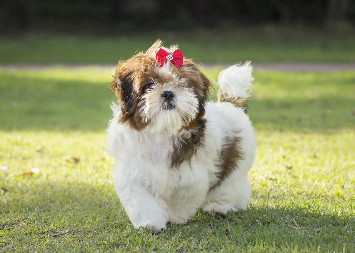 Cléo, desfilando no gramado