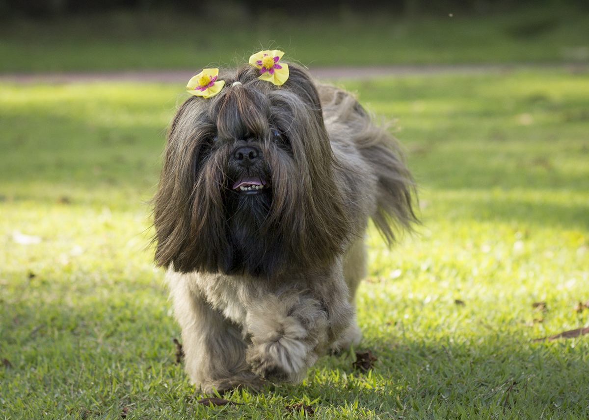 Amora, caminhando pelo gramado