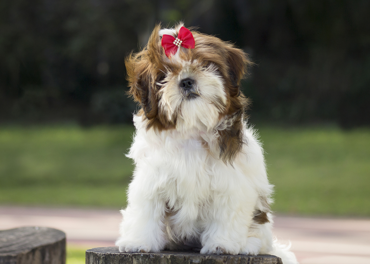 Cléo sentada posando para câmera