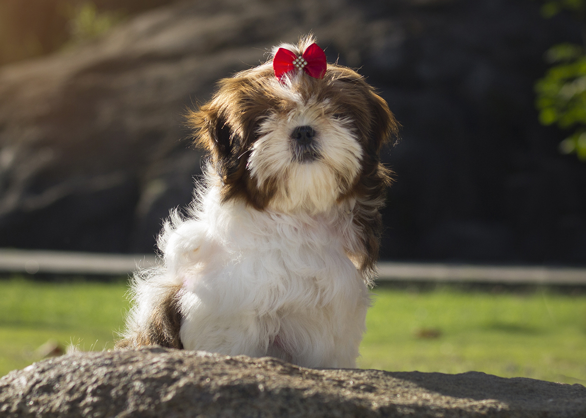 Cléo posa para câmera, sentada na pedra
