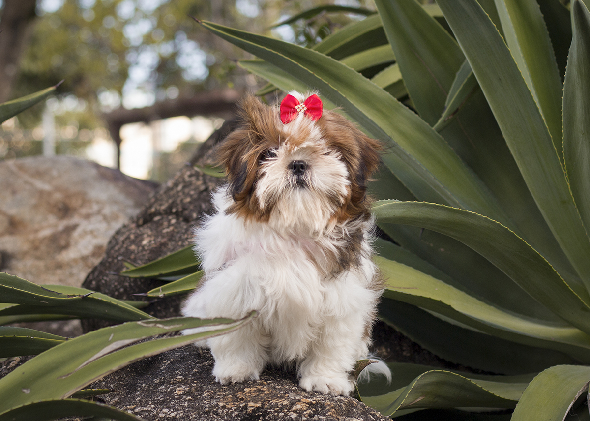 Cléo posa para câmera, sentada em meio a vegetação
