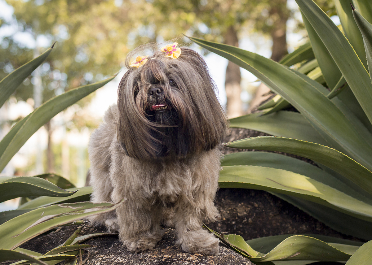 Amora posa para câmera, sentada em meio a vegetação