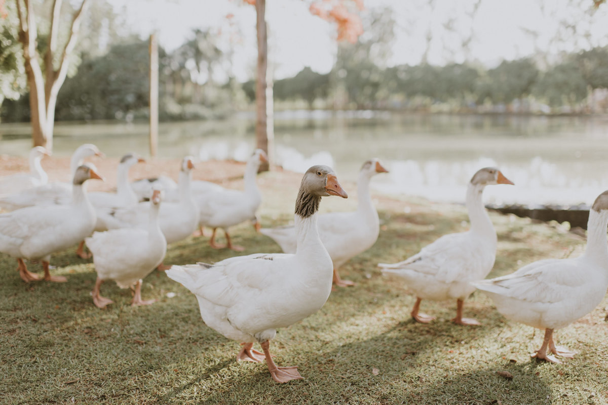 
Ensaio em Araras-SP,  Jonathan Januario FOTOGRAFIAS, fotografo de Araras, fotografo em limeira, ensaio no parque ecológico de Araras, foto na fazenda, aloha fotografias, fotografo em campinas, casamento em Araras, parque ecologico Araras, noiva de Arara
