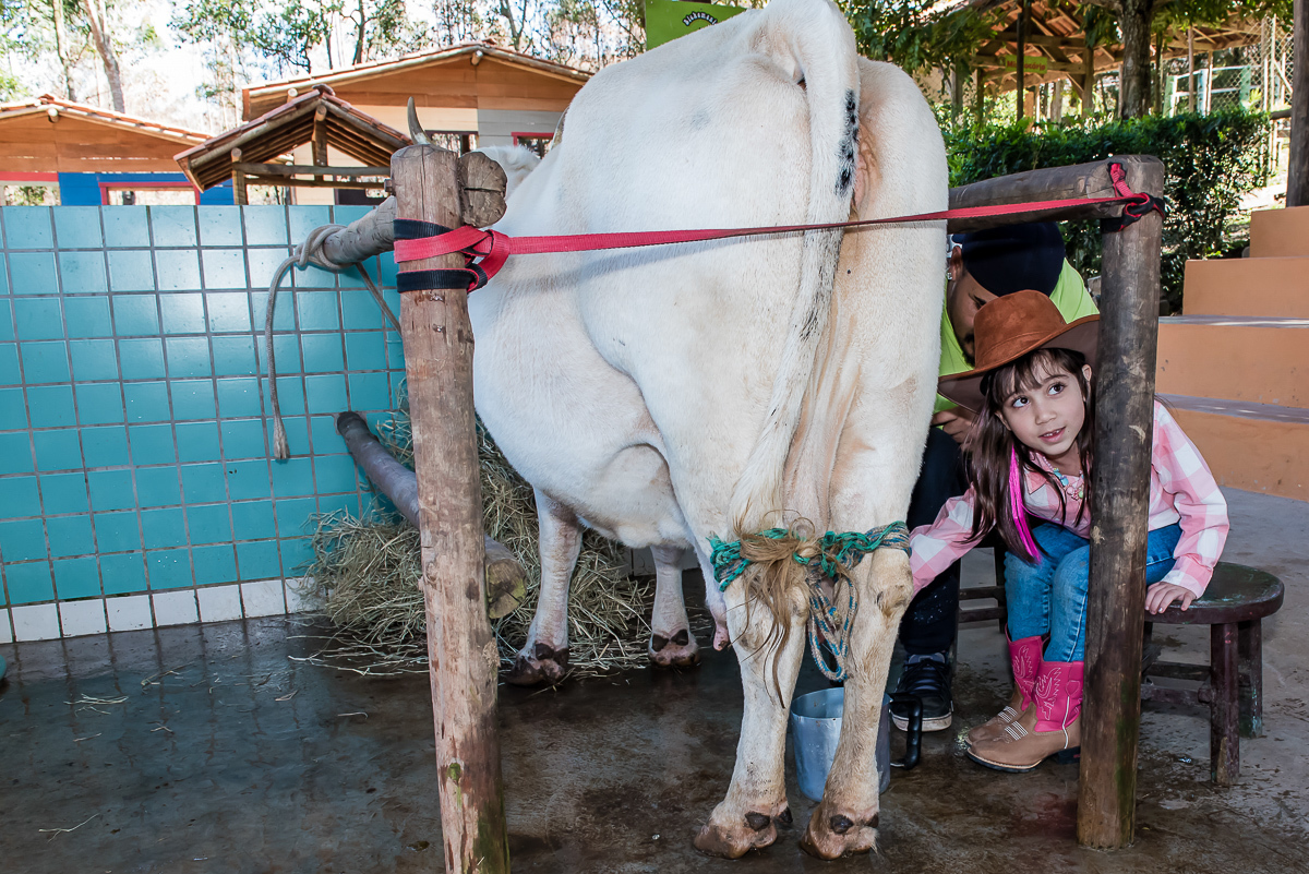 mirela se arrisca a tirar leite da vaquinha branca