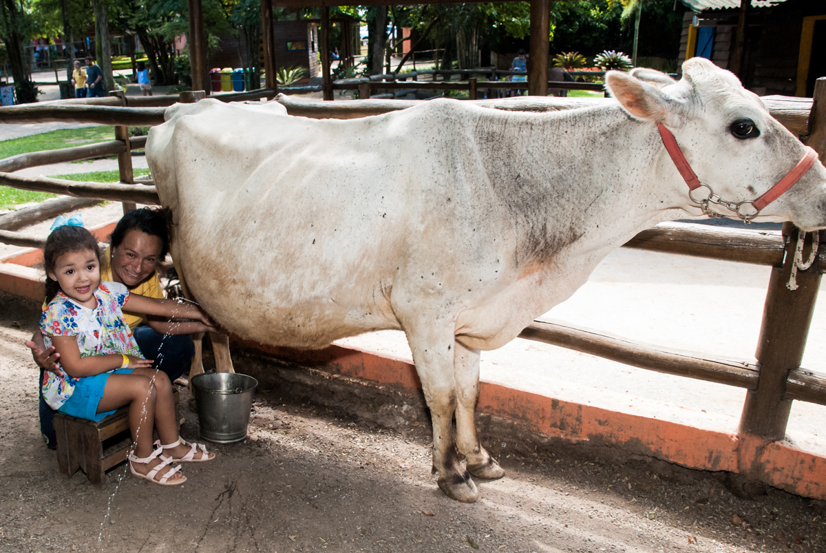 tirando leite da vaca no Buffet Pet Zoo, Cotia, São Paulo, aniversário de Maria Clara 4 anos, Buffet Pet Zoo, Cotia, São Paulo, tema da festa Dora a Aventureira