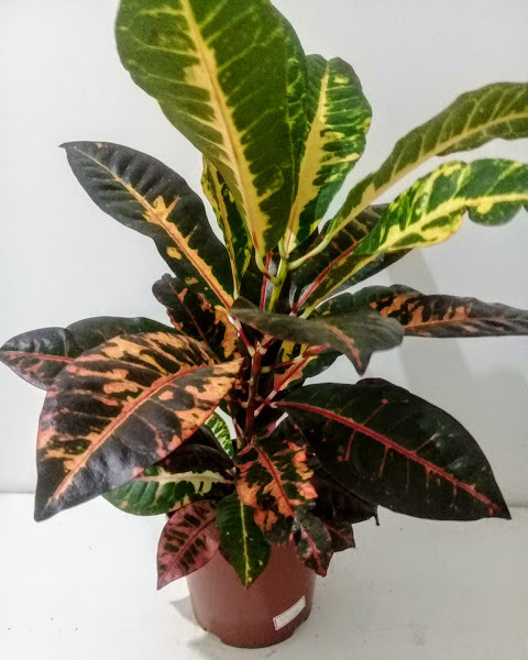 CROTON