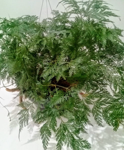 SAMAMBAIA RENDA FRANCESA