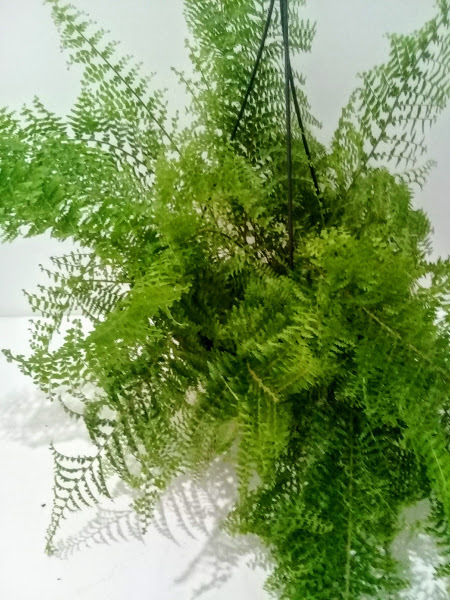 SAMAMABAIA ASA DE ANJO